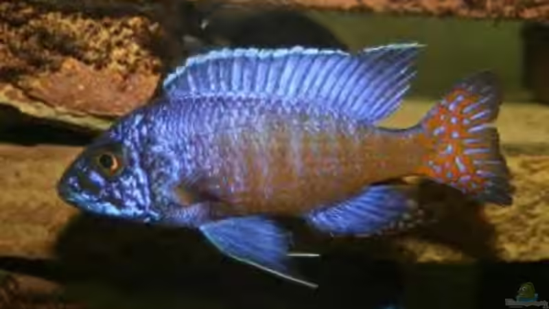 Besatz im Aquarium Becken 1425 von Michael Beig (7)